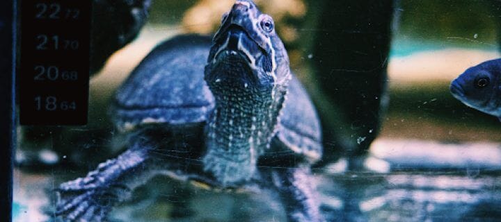 Pets Paradise Turtle1 FocusFillWzcyMCwzMjAsInkiLDgwXQ.2